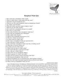 Humpback Whale Quiz - Nature`s Spirit Photography