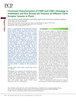 Functional Characterization of CEBiP and CERK1 Homologs in
