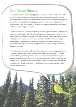 Lesson 4 Activity Sheet - Eco