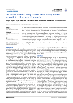 The mechanism of variegation in immutans provides