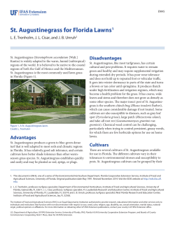 St. Augustinegrass for Florida Lawns - EDIS