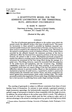 A QUANTITATIVE MODEL FOR THE ADHESIVE LOCOMOTION OF