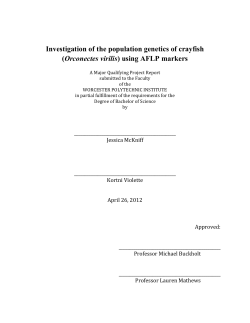Investigation of the population genetics of crayfish