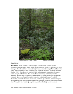 Slope Forest - (synonyms: ravine forest, bluff forest, mesic hammock