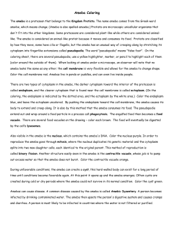 Ameba Coloring - Schoolwires.net