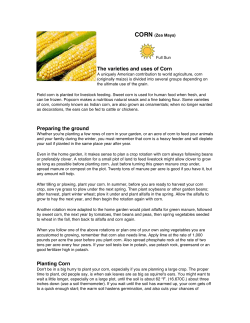 The varieties and uses of Corn Preparing the ground Planting Corn