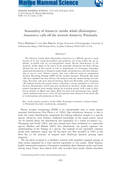 Seasonality of Antarctic minke whale (Balaenoptera bonaerensis