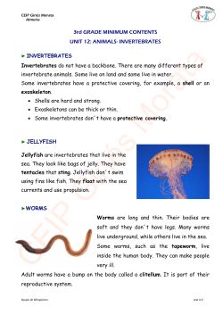 INVERTEBRATES INVERTEBRATES Invertebrates do not have a