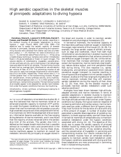 High aerobic capacities in the skeletal muscles