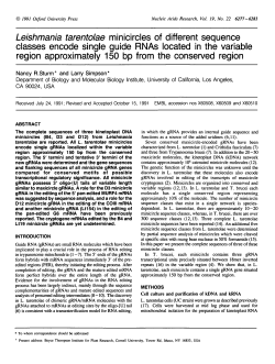 Leishmania tarentolae minicircles of different