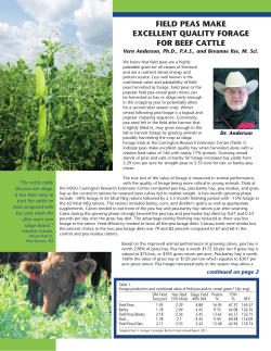 field peas make excellent quality forage for beef cattle