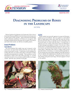 Diagnosing Problems of Roses in the Landscape