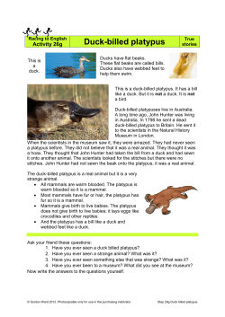 Duck-billed platypus - Racing to English Updates