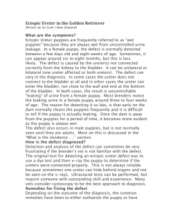 Ectopic Ureter in the Golden Retriever