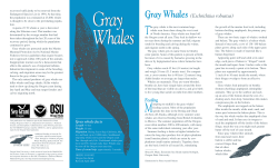 Gray Whales - Oregon State University