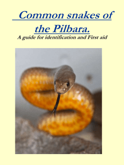 Common snakes of the Pilbara. - Chilli Preppers Survival Training