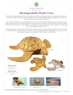 Biodegradable Turtle Urns