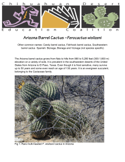 Arizona Barrel Cactus &ndash;Ferocactus wislizeni
