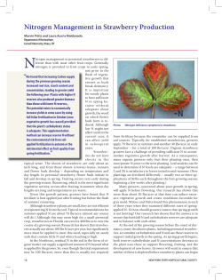 Nitrogen Management in Strawberry Production