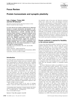 Focus Review Protein homeostasis and synaptic plasticity