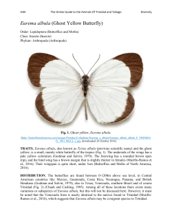 Eurema albula (Ghost Yellow Butterfly)