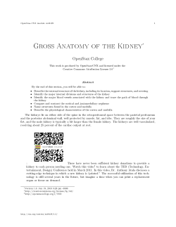 Gross Anatomy of the Kidney
