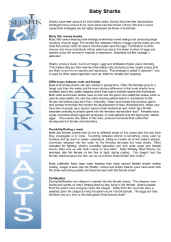 Baby Sharks - The Shark Trust