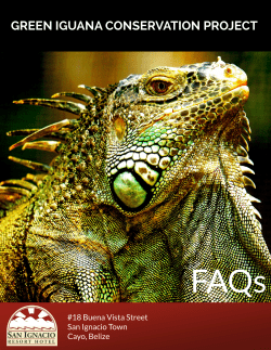 green iguana conservation project