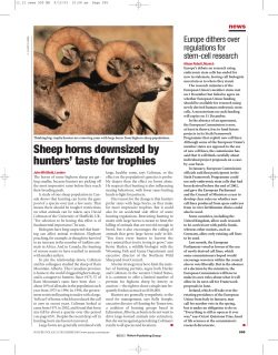 Sheep horns downsized by hunters` taste for trophies