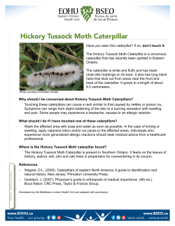 Hickory Tussock Moth Caterpillar