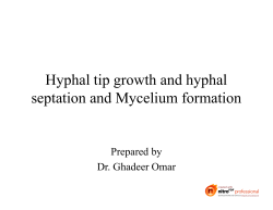 Hyphal tip growth and hyphal septation and Mycelium formation