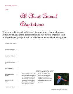 All About Animal Adaptations