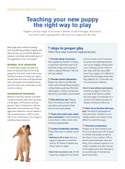 Teaching your new puppy the right way to play