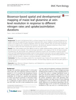 Biosensor-based spatial and developmental mapping of maize leaf