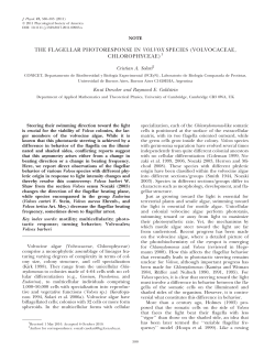 the flagellar photoresponse in volvox species - damtp