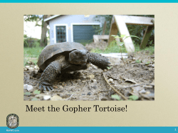 Meet the Gopher Tortoise!