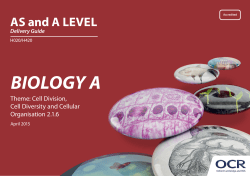 Cell division, cell diversity and cellular organisation