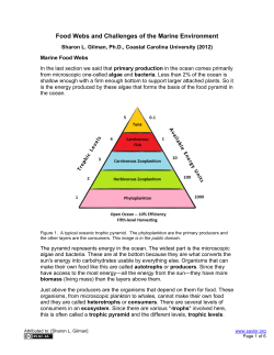 Food Webs and Challenges of the Marine Environment