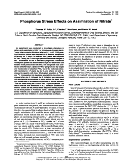 Phosphorus Stress Effects on Assimilation of Nitrate