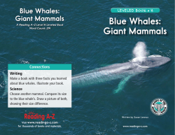 Blue Whales: Giant Mammals