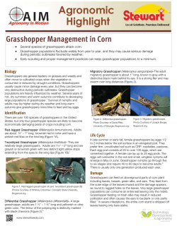 Grasshopper Management in Corn