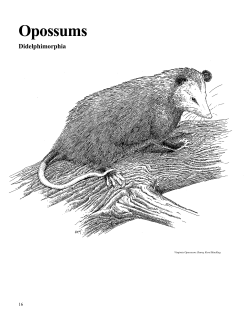 Opossums - Ontario Nature