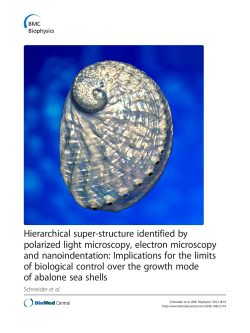 Hierarchical super-structure identified by polarized light microscopy