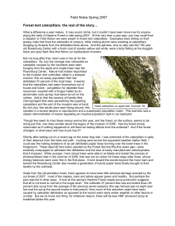 Forest Tent Caterpillar: the rest of the story&hellip;