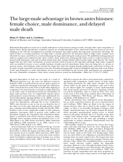 The large-male advantage in brown antechinuses