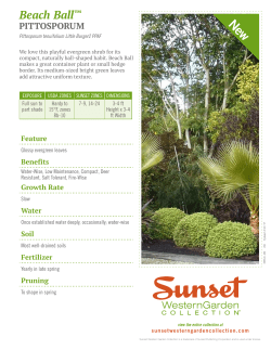 Beach Ball&trade; PITTOSPORUM - Sunset Western Garden Collection