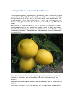 Growing Citrus Fruit in Canberra and other cold climates