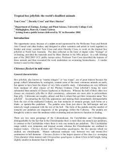 The tropical box jellyfish: the world`s deadliest animal