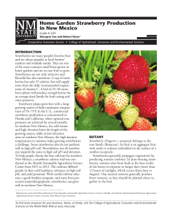 Home Garden Strawberry Production in New Mexico