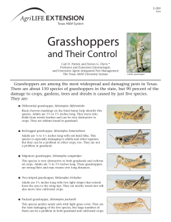 Grasshoppers and Their Control